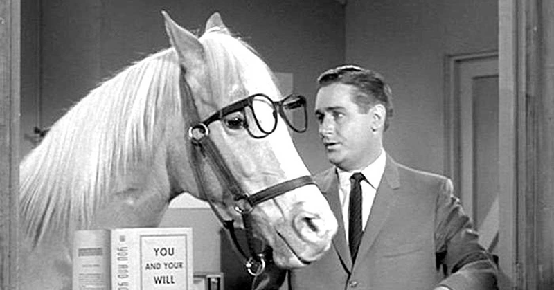 In fact, no one can talk to a horse, of course. (Screenshot: Mr. Ed)